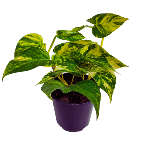 Golden_Pothos