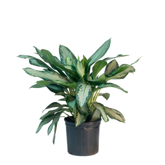 Aglaonema-Silver-Stone