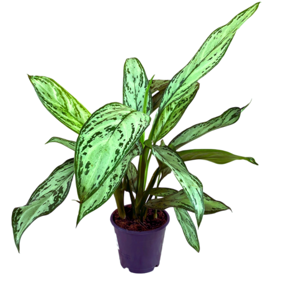 Aglaonema-Silver-queen