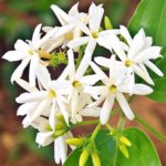 Jasmine-Plant