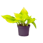 Neon-Pothos